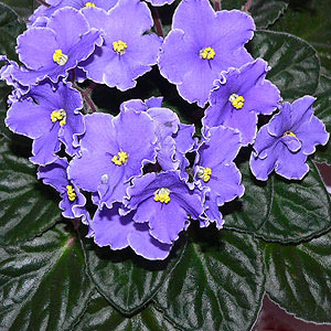 African Violet