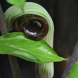 Arisaema ringens