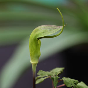 Arisaema tortuosum - Whipcord Cobra Lily/