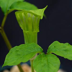 Arisaema amurense