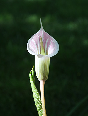 Arisaema candidissimum