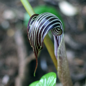 Arisaema fargesii