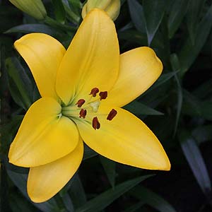 Asiatic Lily