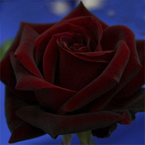 Rose Black Beauty