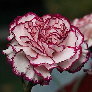 Red and White Carnation Flower