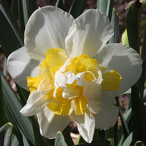 Daffodil 'White Lion' Growing in Container