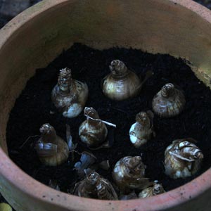 Planting Daffodils In Pots