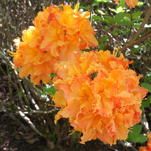 Deciduous Azalea Flower