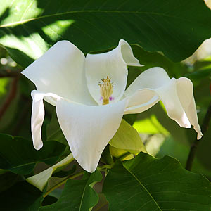 Magnolia Ashei