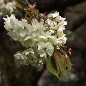 Cherry Blossom Tree - Prunus Ukon serrulata grandiflora