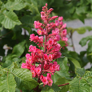 Aesculus x carnea briotii﻿