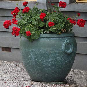 Geraniums in Container