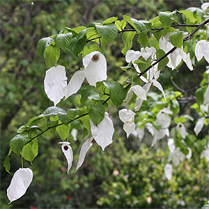 Flowering Tree - Davidia involuctra