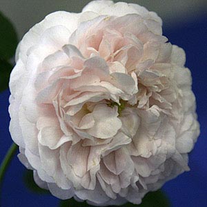 Duchess de montebello, A Gallica rose