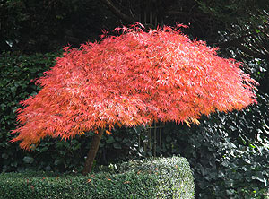 Dwarf Japanese Maple