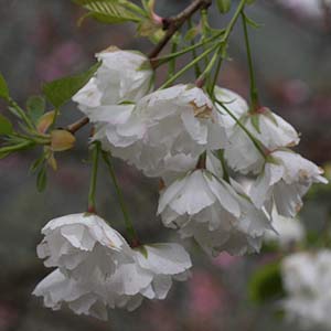 Dwarf Weeping Cherry Tree