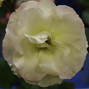 Floribunda Rose - Seduction