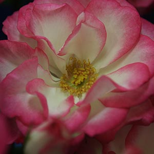 Floribunda Rose