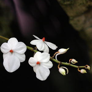 Fragrant orchid - Aerangis luteo alba