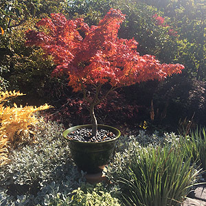 Japanese Maple in Container