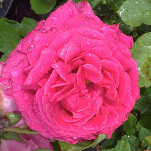 Madame isacc periere, a Bourbon Rose