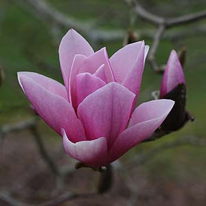 Magnolia Soulangiana alexandrina