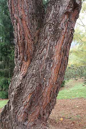 Pinus Pinea - Italian Stone Pine is a Drought Tolerant Tree suited to a range of USAD Zones