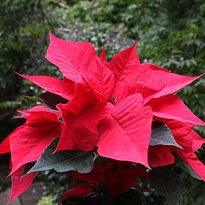 Poinsettia Plant