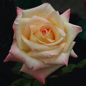 Dianna Princess of Wales Rose