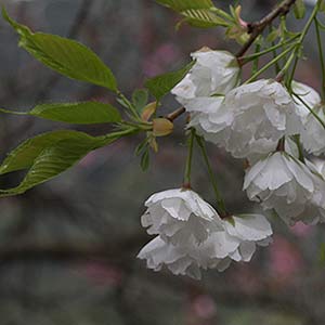 White Flowering Cherry Blossom