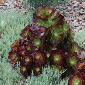 Aeonium arboreum 'Velour'