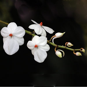 Aerangis Orchid 'luteo alba'
