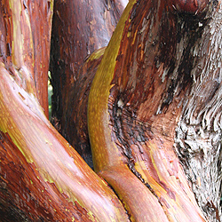 Arbutus x andrachnoides