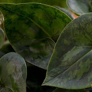 Asarum maximum Foliage