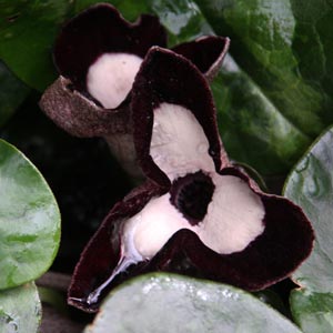 Asarum maximum