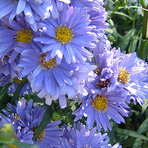 Aster novi-belgii 'BlueGown'