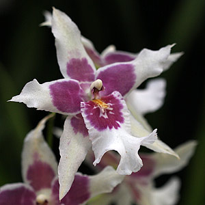 Beallara Orchid