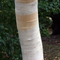 Betula jacquemontii