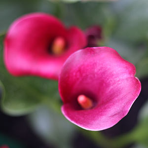 Pink Calla Lily