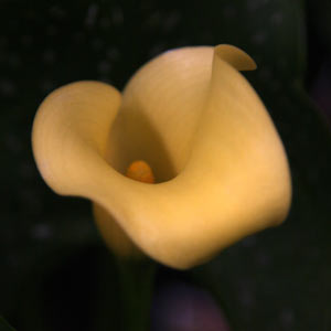 Yellow Calla Lily