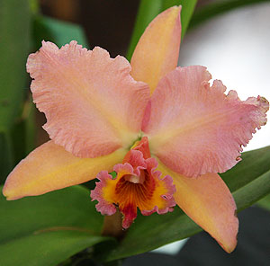 Cattleya Orchid - Hybrid