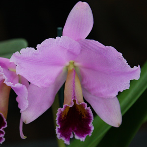 Cattleya percivaliana.