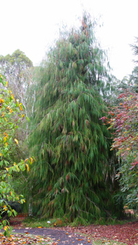 Chamaecyparis lawsoniana imbricata pendula