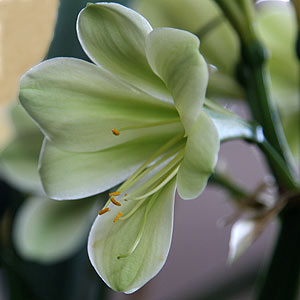 Green Flowering Clivia Miniata