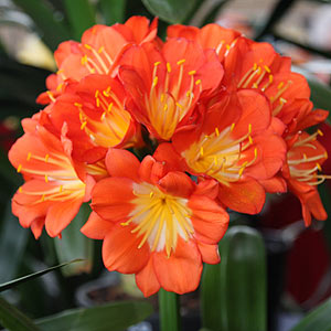 Clivia miniata flower