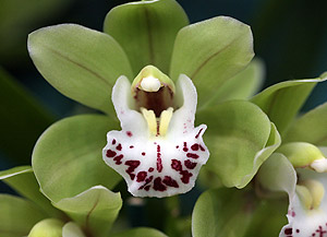 Cymbidium Orchid - Tricia Allen Electra Green
