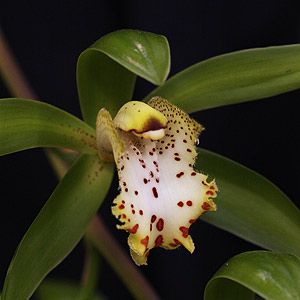 Cymbidium hookerianum - A Spring Flowering Species