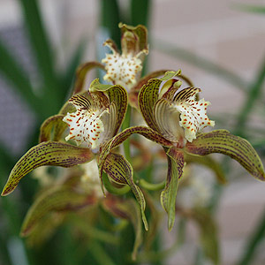 Cymbidium tracyanum - A Winter Flowering Species