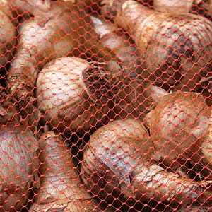 Garden Bulbs in Bulk