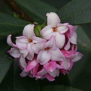 Winter Flowering Daphne odora